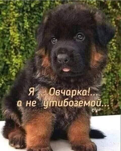 Мем №1544830
