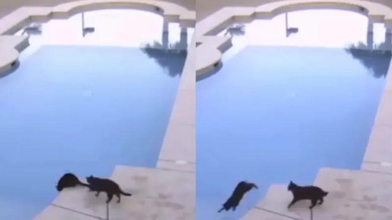 
        Кот принял незапланированные водные процедуры    
