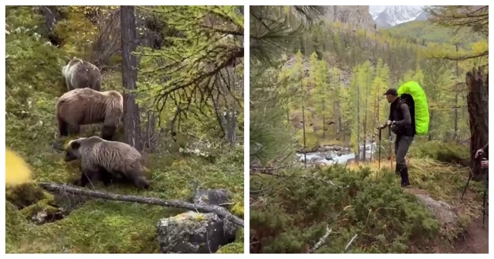 
        Туристы встретили медведей в лесу    