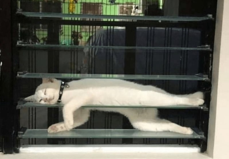 
        20 зависших котеек, которые нуждаются в перезагрузке    