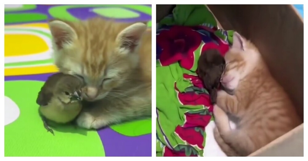 
        Рыжий котёнок и&nbsp;воробей    