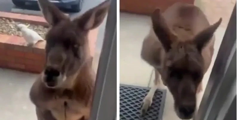 
        Кенгуру пришёл в&nbsp;гости    