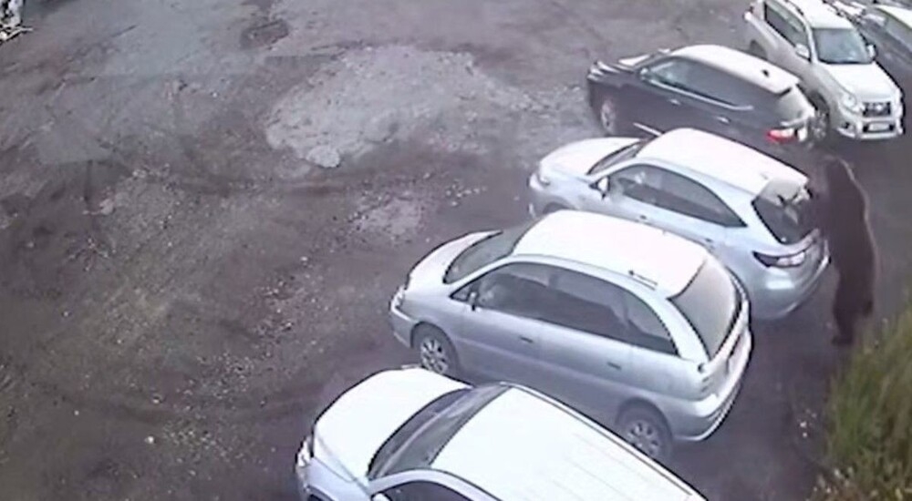 
        Момент нападения медведя на автомобилиста попал на видео    