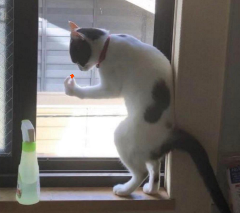 
        20 зависших котеек, которые нуждаются в перезагрузке    