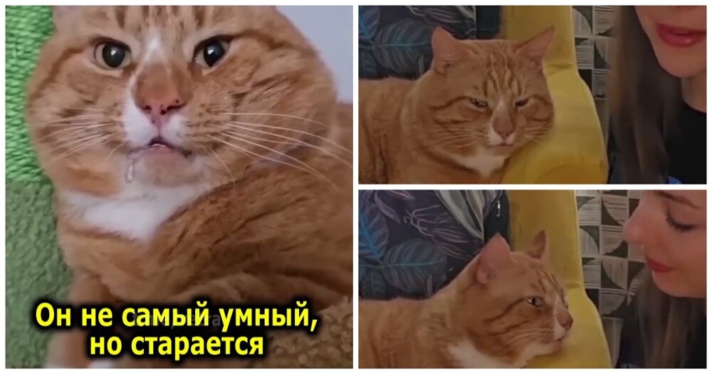 Особенный рыжий кот
Особенный рыжий кот