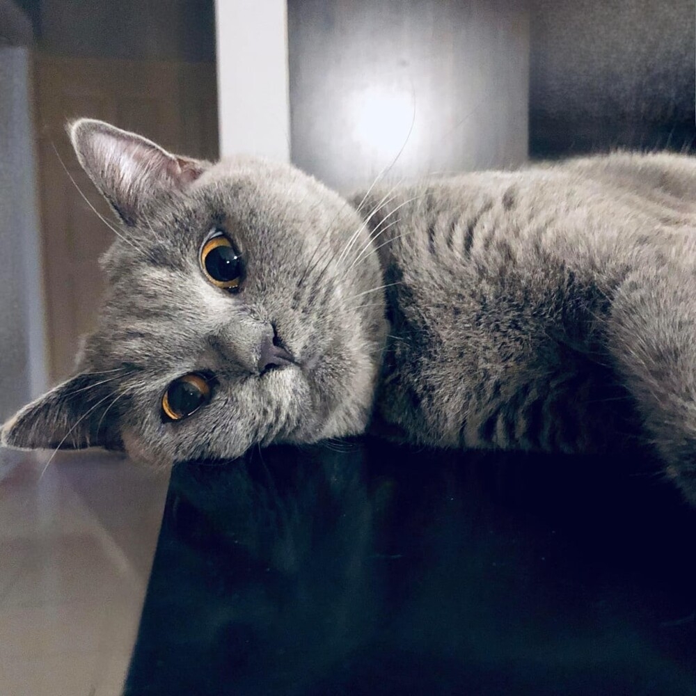 
        25 примеров расшифровки тайных эмоций котиков    