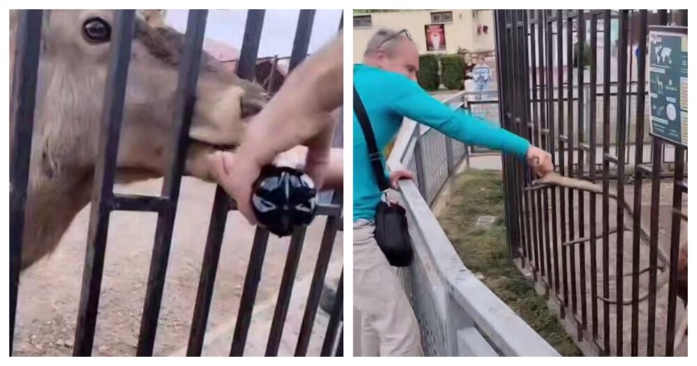 
        В&nbsp;Беларуси задержали мужчин, издевавшихся над&nbsp;оленем    