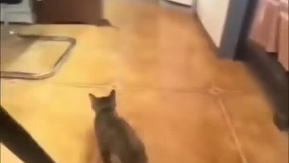 
        Девушка воспользовалась услугами уличного кота    