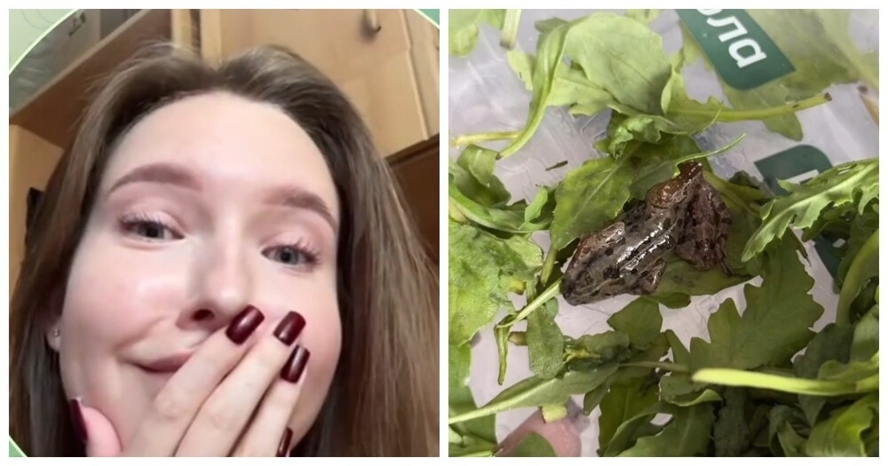 
        Девушка обнаружила лягушку в&nbsp;упаковке рукколы спустя неделю употребления    