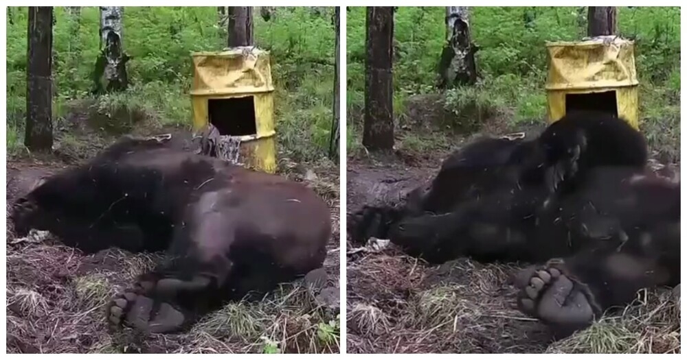 
        Пикантное видео с медведем    