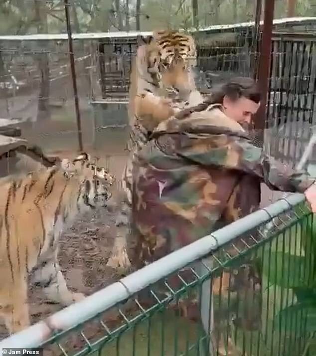 
        В Мексике тигр вцепился в ветеринара    