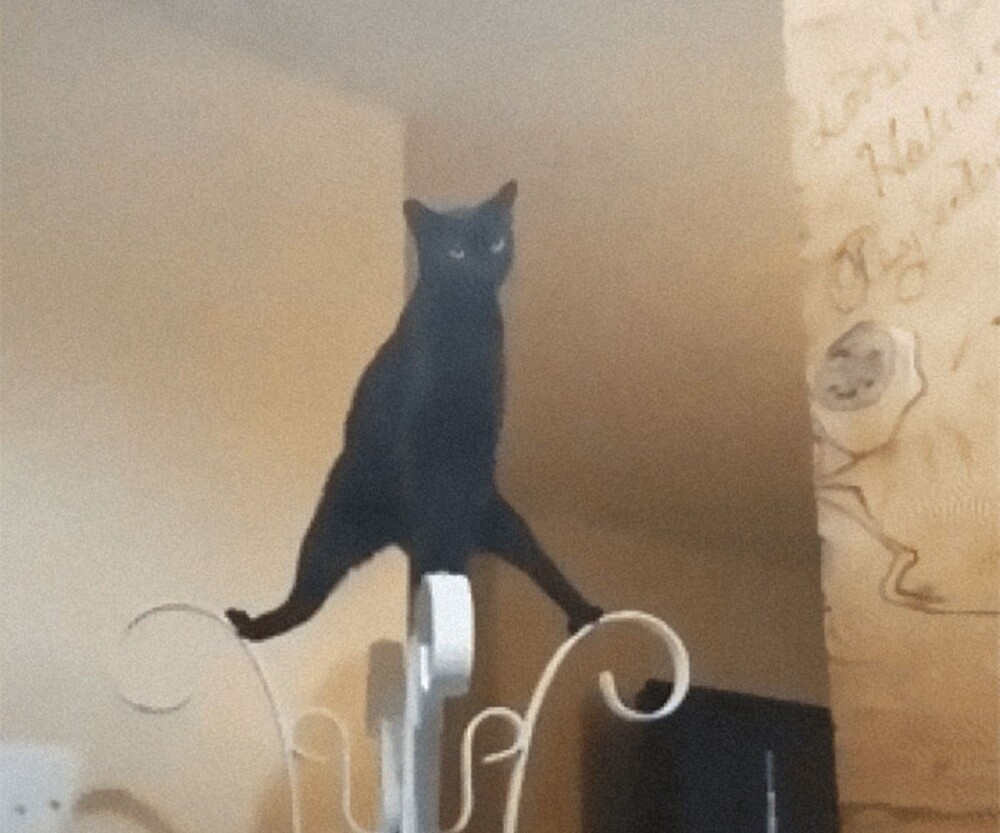 
        20 зависших котеек, которые нуждаются в перезагрузке    