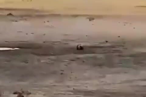 Медоед напал на слона на глазах у туристов
Медоед напал на слона на глазах у туристов