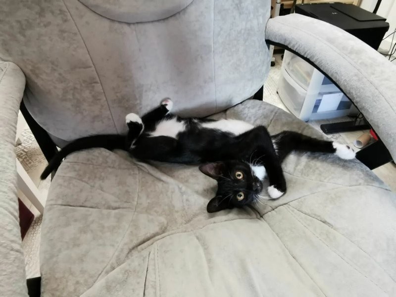 
        20 зависших котеек, которые нуждаются в перезагрузке    