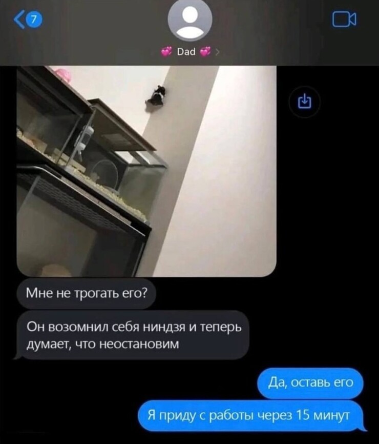 
        Боевой хомяк показал, как правильно сбегать от проблем    