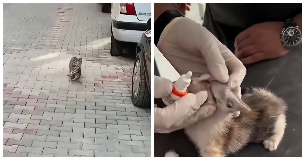 
        Кошка принесла больного котёнка в клинику    