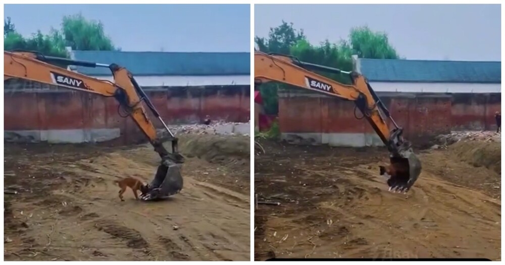 
        Пёс катается в ковше экскаватора    