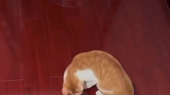 Кот попытался застать пылесос врасплох
Кот попытался застать пылесос врасплох