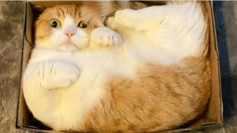 
        20 зависших котеек, которые нуждаются в перезагрузке    