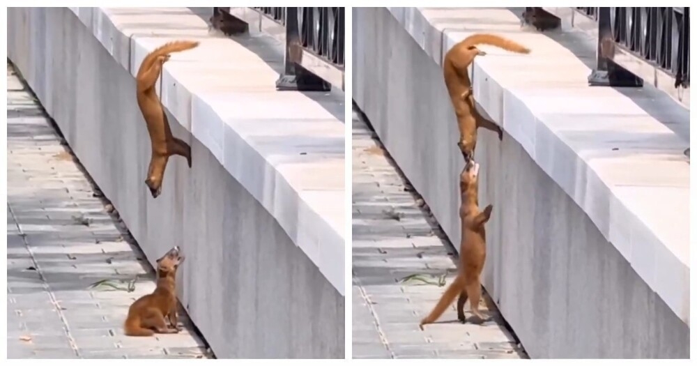 Куница помогает своему малышу: трогательный момент
Куница помогает своему малышу: трогательный момент