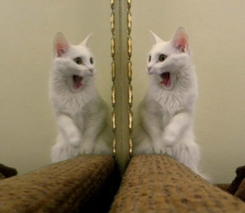 
        20 зависших котеек, которые нуждаются в перезагрузке    