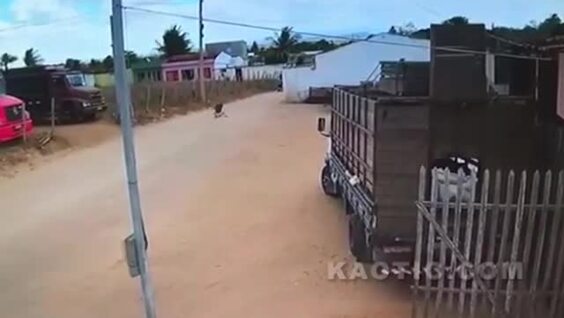 
        Грабители пожалели, что&nbsp;связались с&nbsp;фермером    