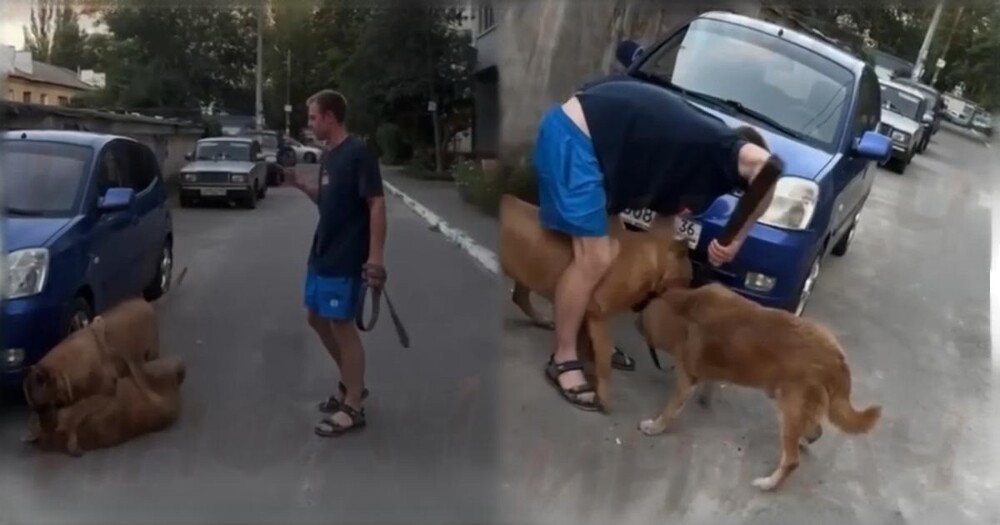 
        В Воронеже мужчина спустил собаку без поводка, и та загрызла бездомного пса    