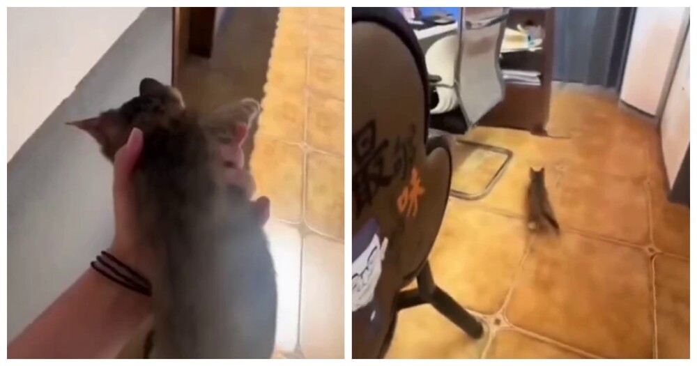 
        Девушка воспользовалась услугами уличного кота    