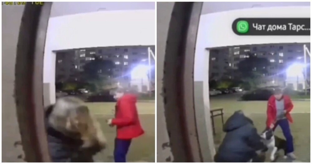 
        Агрессивный пёс напал на собаку девочки-подростка в Омске    