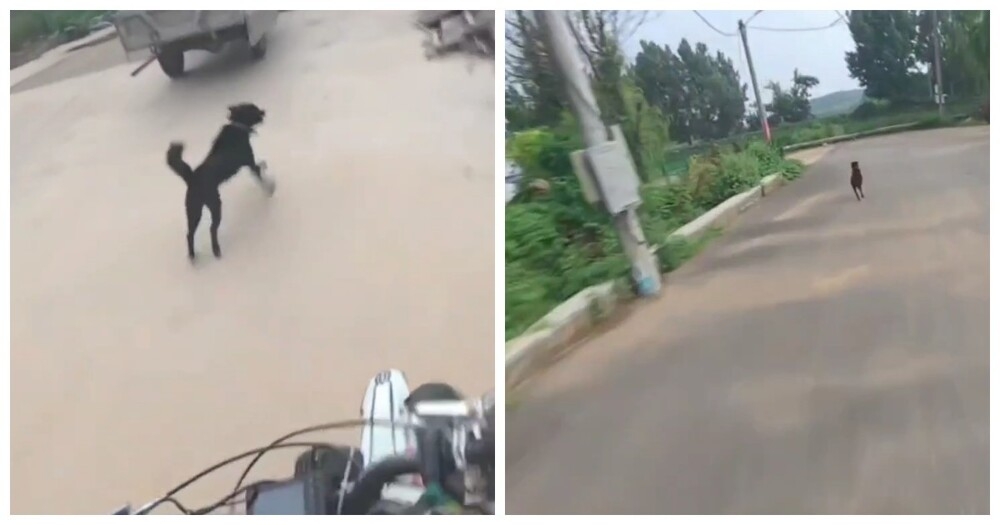 
        Мужчина необычно проучил собаку, которая лаяла на него    