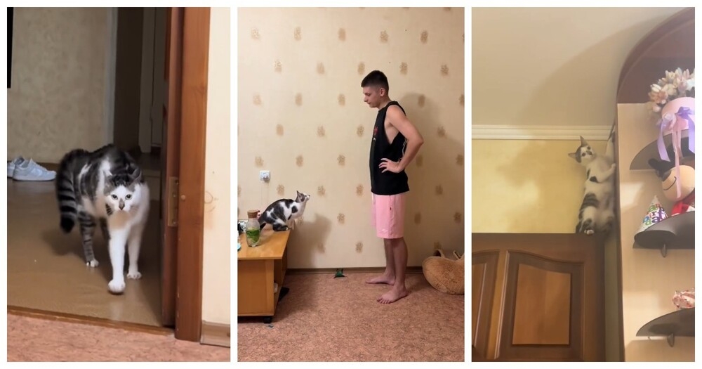 
        Оценка кота в жанре "тыгыдык": научный подход с юмором    