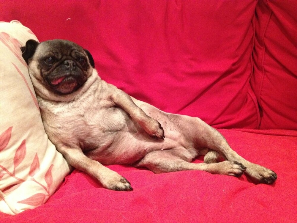 
        20&nbsp;животных, изяществу и&nbsp;грации которых позавидует любая модель    