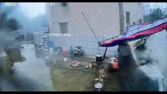 Сильный ветер едва не погубил собаку
Сильный ветер едва не погубил собаку