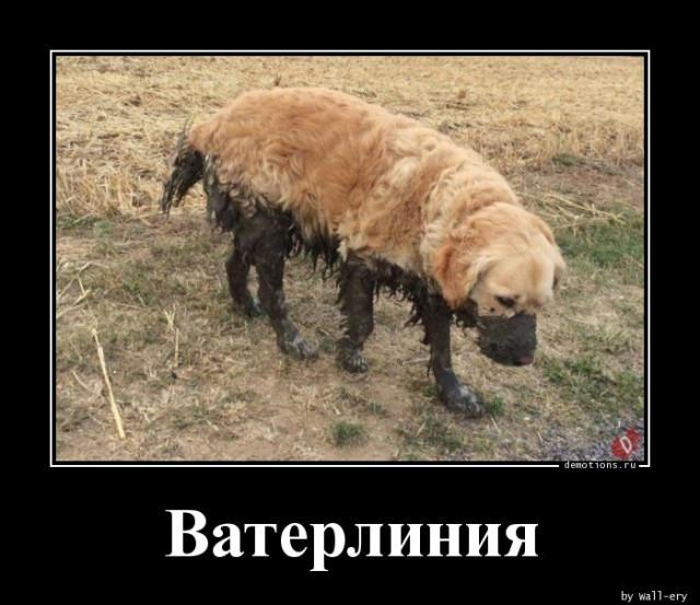 
			Демотиваторы №3755 (15 фото)