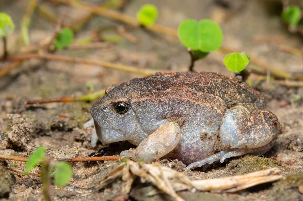 
        Собакоголовый узкорот: азиаты выкапывают этих существ из&nbsp;земли, как&nbsp;картошку, чтобы съесть    