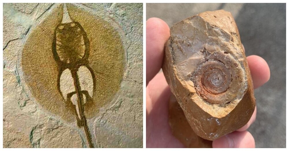 
        18&nbsp;находок, позволяющих узнать об&nbsp;удивительных жителях планеты ушедших эпох    