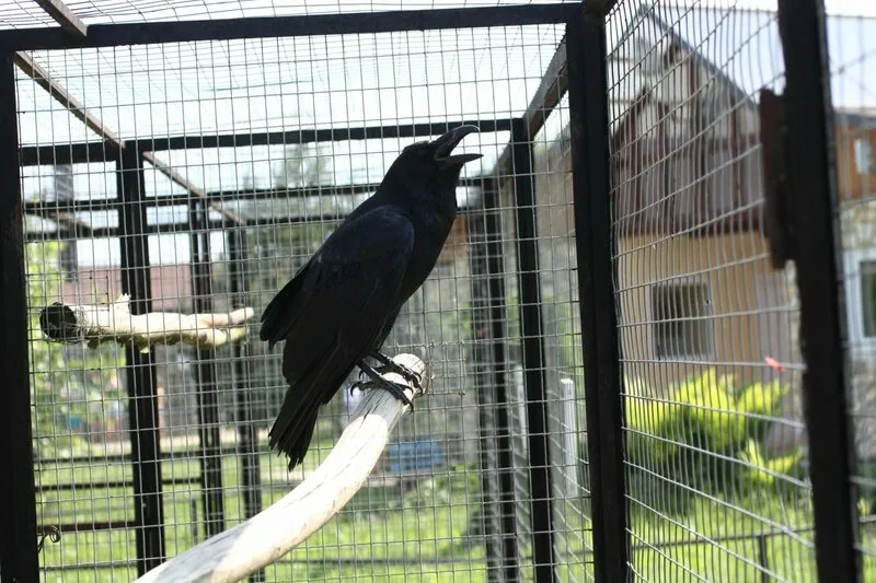 
        Причины, по&nbsp;которым не&nbsp;стоит заводить дома ворона    