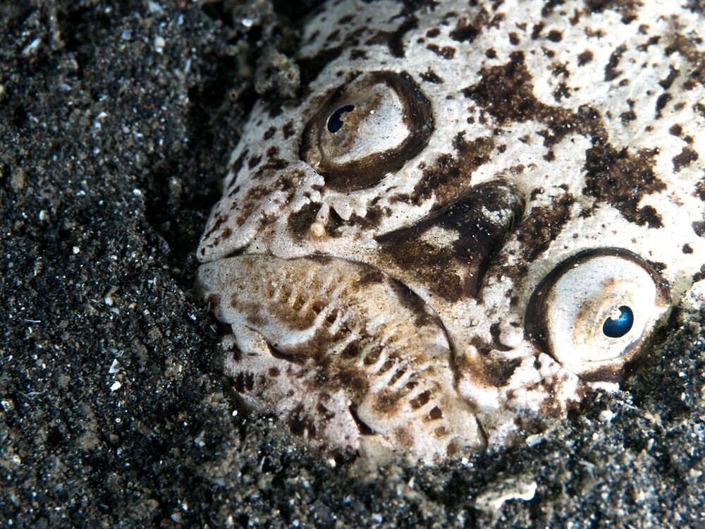 
        20&nbsp;кадров, приоткрывающих завесу тайн океанских глубин    