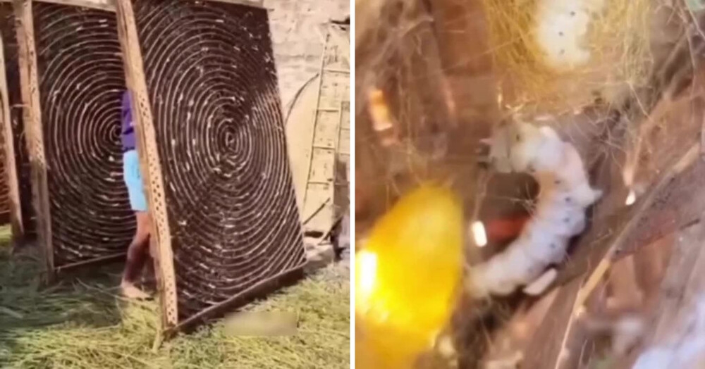 
        В&nbsp;Индии раскрыли тайну создания шелка, который ценят по&nbsp;всему миру    