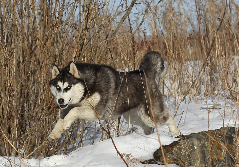 Какие породы собак выживут в дикой природе?
Какие породы собак выживут в дикой природе?