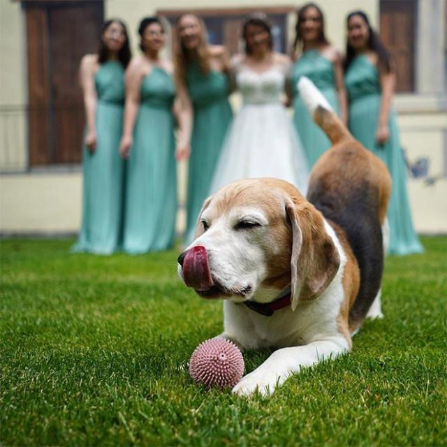 Свадебные фотобомбы: когда идеальные кадры идут не по плану Свадебные фотобомбы: когда идеальные кадры идут не по плану