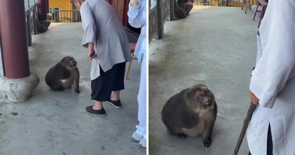 
        Трехлапая макака обрела дом&nbsp;в&nbsp;буддийском храме    