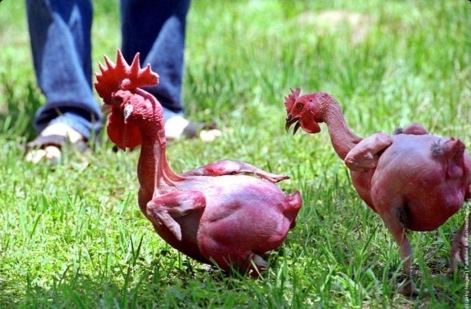 
        Лысая курица: эта&nbsp;израильская порода вызвала скандал и&nbsp;бурю эмоций    