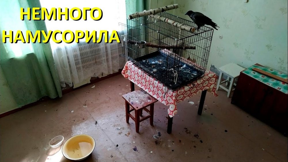
        Причины, по&nbsp;которым не&nbsp;стоит заводить дома ворона    