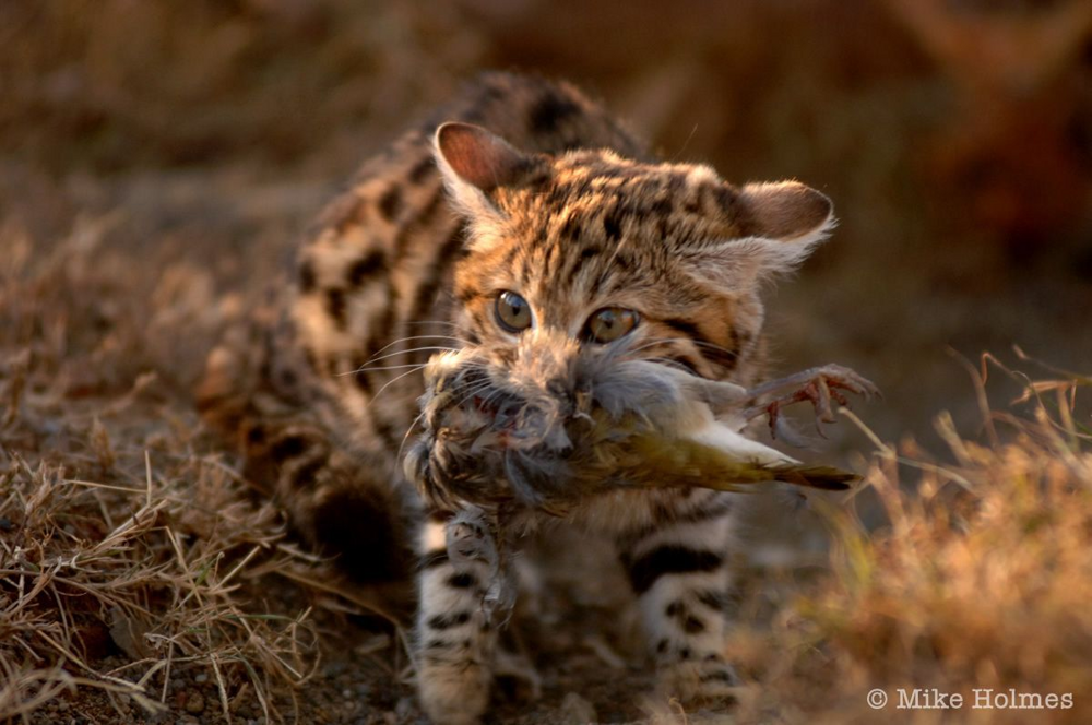 
        Черноногая кошка: малютка-терминатор уносит по&nbsp;15&nbsp;жизней за&nbsp;ночь    