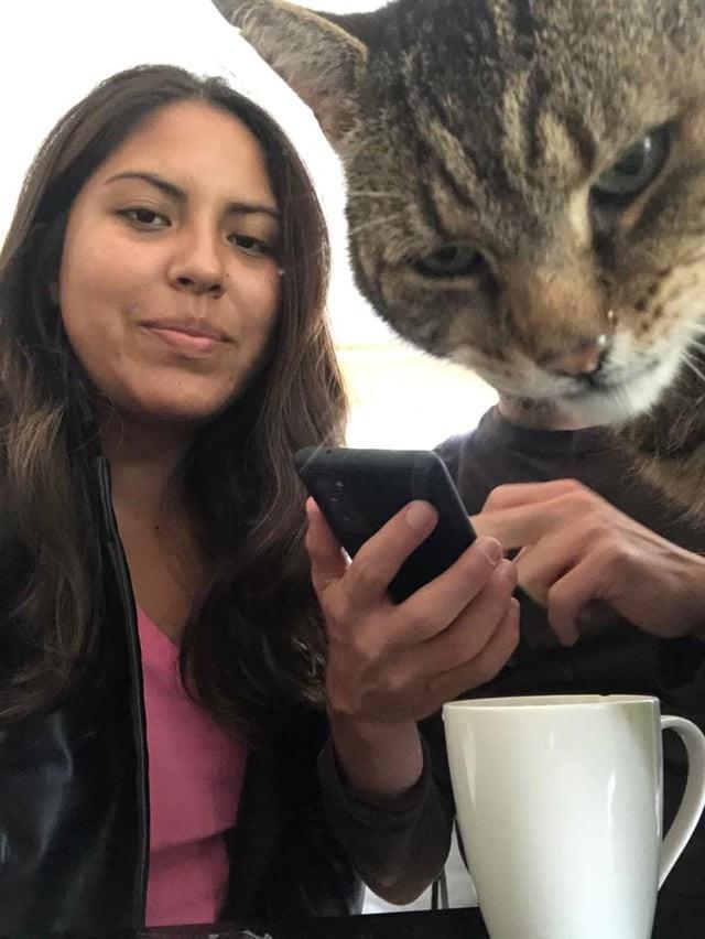 Смешные фотобомбы: пушистая версия Смешные фотобомбы: пушистая версия