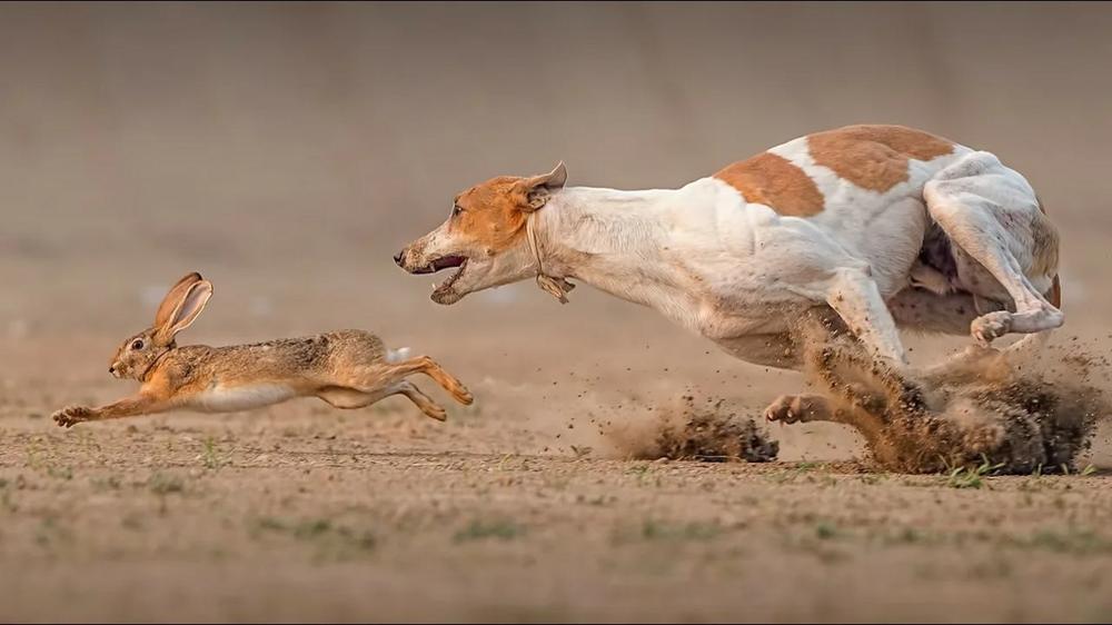 Какие породы собак выживут в дикой природе?
Какие породы собак выживут в дикой природе?