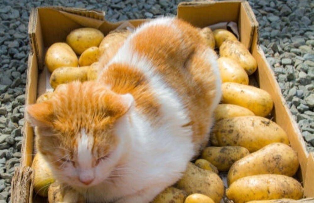 
        Кошка и&nbsp;картошка: 22&nbsp;милых снимка, демонстрирующих единство приятного и&nbsp;полезного    