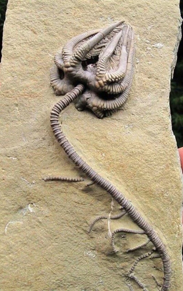 
        18&nbsp;находок, позволяющих узнать об&nbsp;удивительных жителях планеты ушедших эпох    