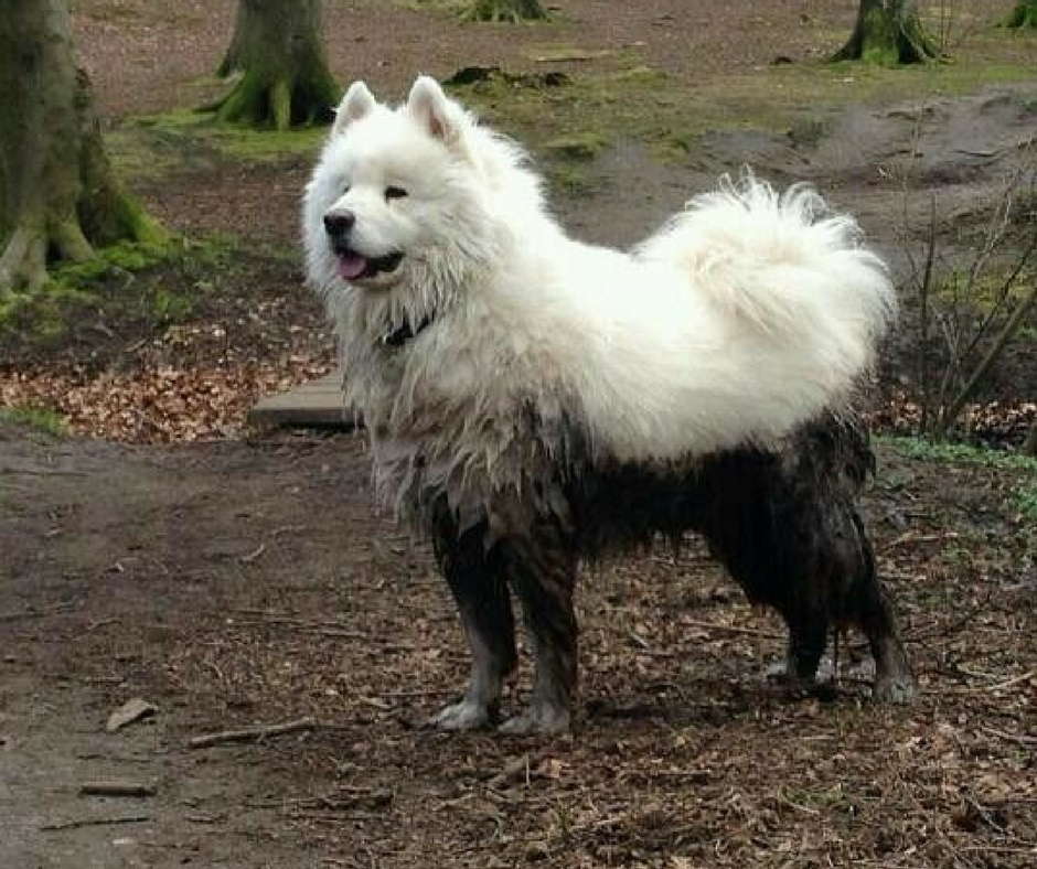 Какие породы собак выживут в дикой природе?
Какие породы собак выживут в дикой природе?